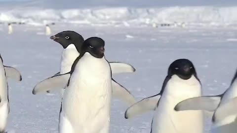 Adélie penguins waddling on the sea ice 🇦🇶 Cape Hallett