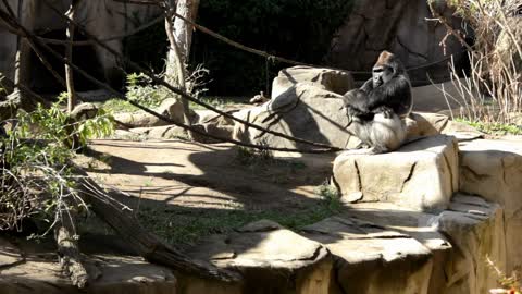 gorilla with arms folded together thinking