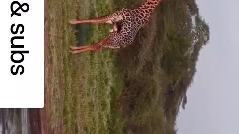 funny giraffe 🦒 fighting. # animal