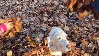 Doggo Getting Covered with Leaves by Kids