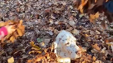 Doggo Getting Covered with Leaves by Kids