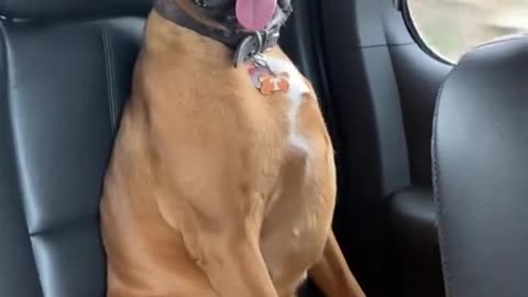 Pup sits upright like a human for road trip in the car