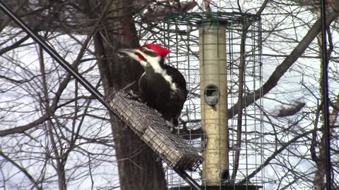 wood pecker view