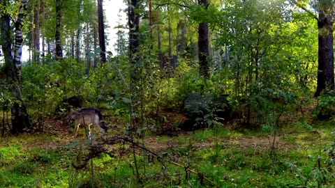 Exploring Earth's Amazing Animals.