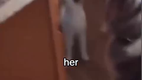 Cat funny video