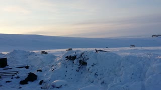 Arctic Wolves camping the garbage burning site at CFS Alert Nunavut.