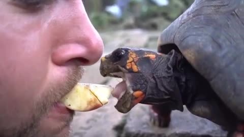 Would you dare mouth feed a turtle? 😳🐢