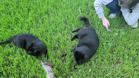 THESE TWO BLACK CATS CATCH (AND EAT) THEIR OWN DINNER!