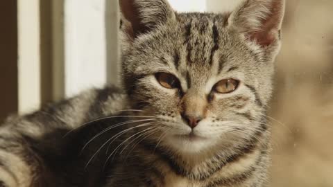 pensive cat by the window