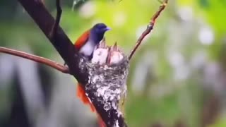 The beauty moment of the bird takes her baby