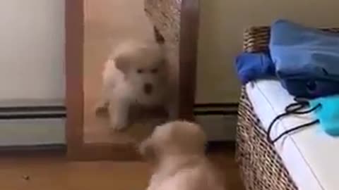 Puppy Is Scared Of His Own Reflection