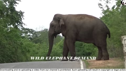 Elephant 🐘 #very danger watching a video