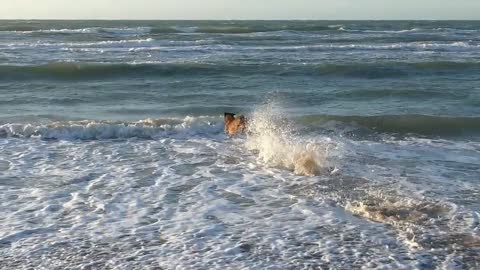 Belgian Shepherd Dog playing in the sea water