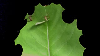 Time lapse shows how effective leafcutter ants can be