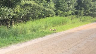 Spring Baby Turkeys!