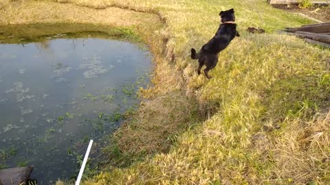 Dog plays with a ball