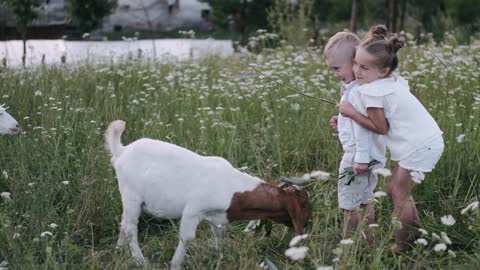 Little Children Feeding Goats in Flower Field