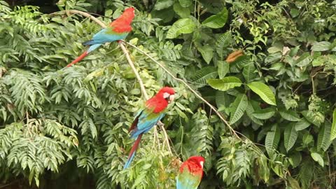 macaw ، اجمل ببغاء في العالم مع موسيقي هادئة