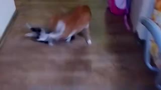 Cats fight 2