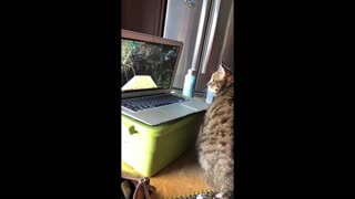 Bird-watching cat thoroughly confused by laptop screen