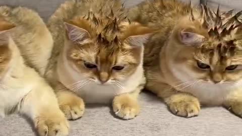 Cute and Funny Cat Videos to Keep You Smiling! #1