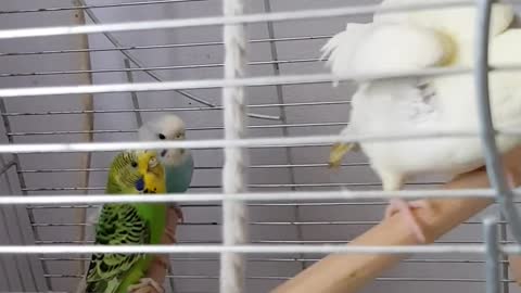 Beautiful white cockatoo bird