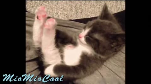 Funny Cats - Funny Videos Compilation