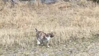 Cat jumps spontaneously