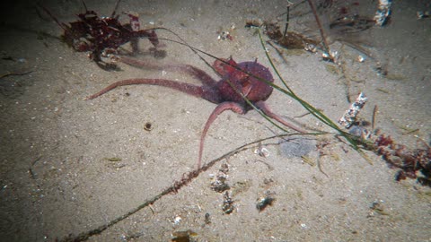 Red Octopus Disappears Down A Wormhole