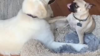 Pug Adorably Befriends Much Bigger Dog