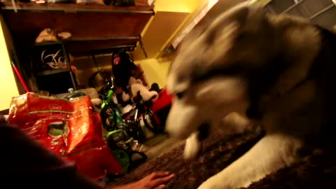 *Warning* Siberian Husky Protecting Owner Caught On Video | Guard Dog Test In Action