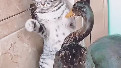 Duck and Cat Funny Fight 🤣😂