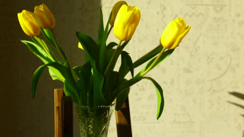 Yellow tulips at home time lapse