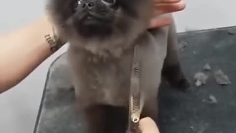 Puppy dancing to music while getting hair cut