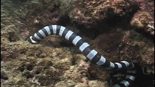 Sea Snake eating Moray Eel, Fiji