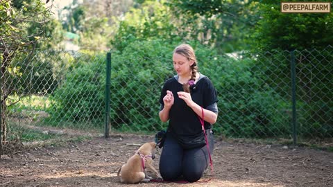 How to Teach Your Dog NOT to Jump on Everyone! (English)