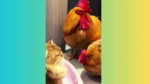 The Kitten Snatched The Chick Away ! The Rooster And The Hen Cried