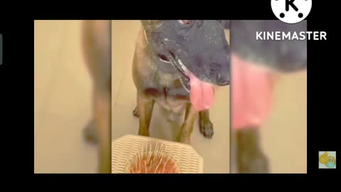 Dog took revenge for his insult from his owner Watch Video & Fun