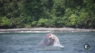 En Chocó una ballena perdió su cola por una red de pesca