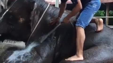 Baby elephant bathing video
