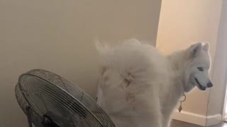 Husky Hilariously Uses Fan To Cool Off