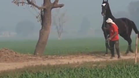 Great Marwari Horse of India(Punjab)