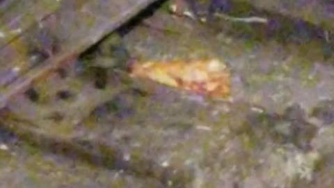 Rat ! Finds Sicilian Pizza on Subway Tracks