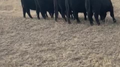 Happy Cows