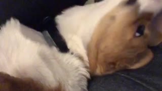 Brown white corgi lick's girl's face on couch then yawns