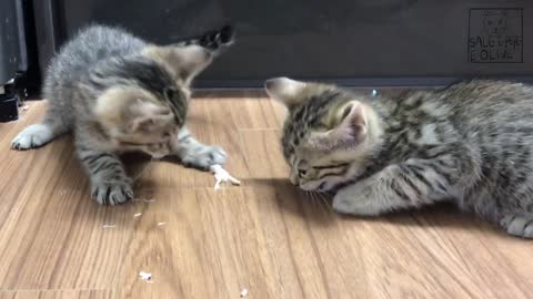 Kitten growls for fear of being eaten