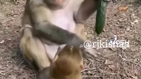 rj kisna funny monkey videos - Kaleshi kancha - dub kendra kisna @rjkisnaa @kisna.red - YouTube