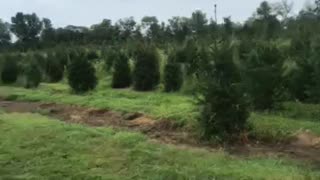 Trees at our Bucks County tree farm near Doylestown