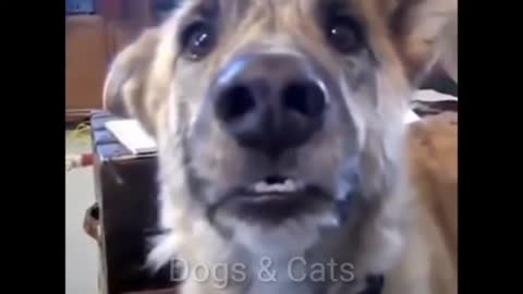 Cachorro reagindo a gato que comeu toda a comida - Cachorro falando🤣🤣🤣🤣🤣