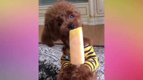 Funny and Cute Dogs and Puppies Very nice video